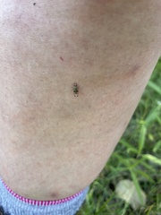 Pseudotephritina