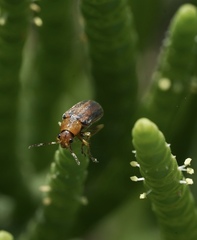 Erynephala maritima