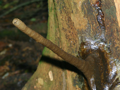 Tetragonilla