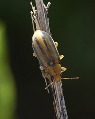 Erynephala maritima