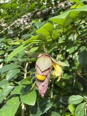 Gmelina philippensis