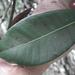 Vitellariopsis marginata - Photo 由 Shaun Swanepoel 所上傳的 (c) Shaun Swanepoel，保留部份權利CC BY-NC-SA