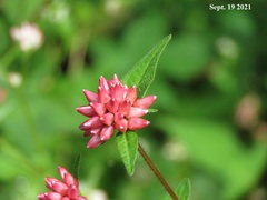 Persicaria thunbergii
