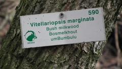 Vitellariopsis marginata