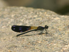 Aristocypha fenestrella