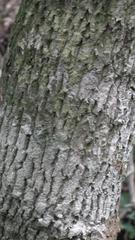 Vitellariopsis marginata