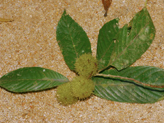 Rinorea anguifera