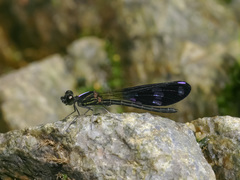 Aristocypha fenestrella