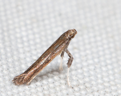 Caloptilia hypericella
