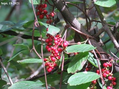 Schisandra chinensis