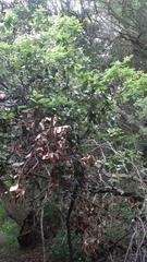 Vitellariopsis marginata