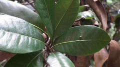 Vitellariopsis marginata