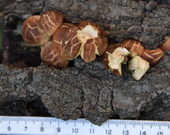 Hypholoma lateritium