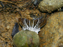 Odontoptilum angulata