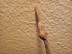 Nycteola asiatica