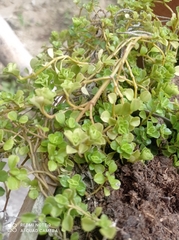 Magnoliopsida