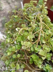 Magnoliopsida
