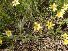 Romulea citrina