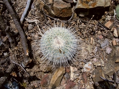 Mammillaria parkinsonii