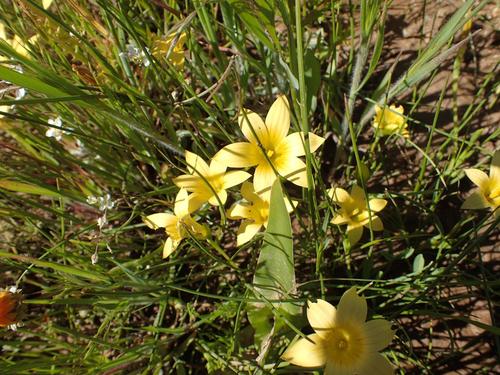 Romulea citrina