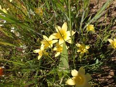 Romulea citrina