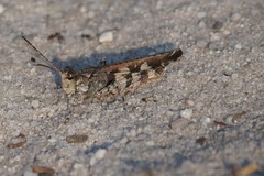 Spharagemon marmorata