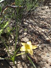 Romulea citrina