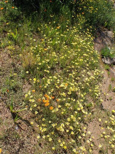 Romulea citrina