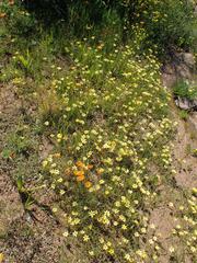 Romulea citrina
