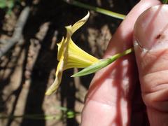 Romulea citrina
