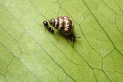 Prolasius