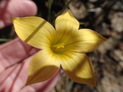 Romulea citrina