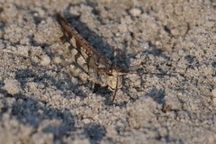 Spharagemon marmorata