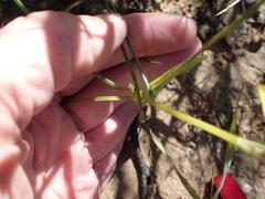 Romulea citrina