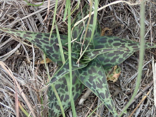 Ledebouria revoluta