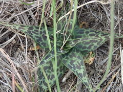 Ledebouria revoluta