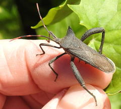Elasmopoda valga