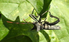 Elasmopoda valga