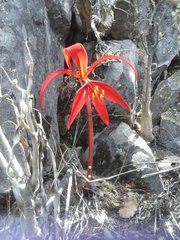 Sprekelia formosissima