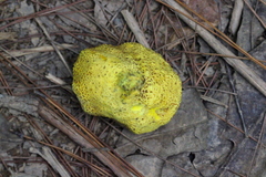 Scleroderma sinnamariense