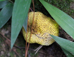 Scleroderma sinnamariense