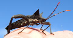 Elasmopoda valga