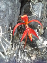 Sprekelia formosissima