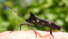 Elasmopoda valga