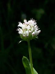 Plectritis