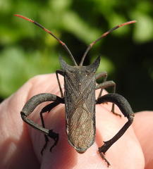 Elasmopoda valga