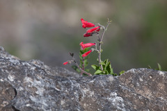 Penstemon baccharifolius