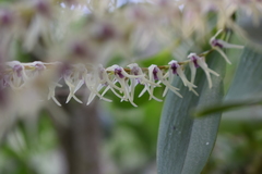 Stelis montserratii