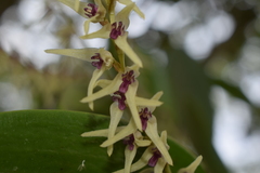 Stelis montserratii