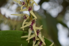 Stelis montserratii
